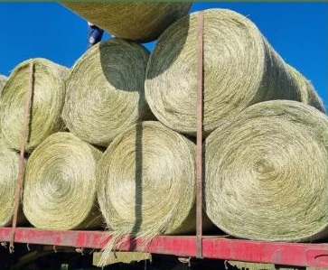 Stacked eragrostis hay bales on a trailer