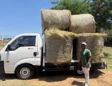 Compact eragrostis bales loaded on a small delivery truck